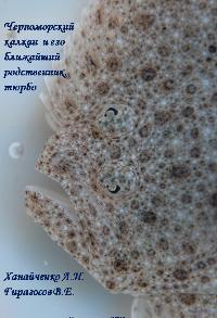 Ханайченко А. Н., Гирагосов В. Е. Черноморский калкан и его ближайший родственник, тюрбо