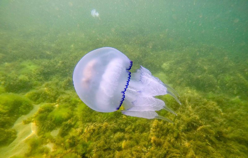 "Черное море будет уже другим — но здоровым". Выводы ученых на основе 70-летних наблюдений