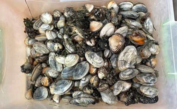 В море обитают живые накопители редкоземельных металлов